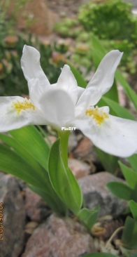 Iris 'Cristata Alba'