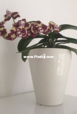 Orchids are my second hobby: Lady Bug