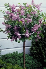 My lilac pink.