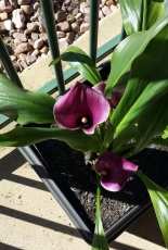 Cala Lillies