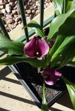 Cala Lillies