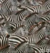 Golden Kite GK 142 Zebras