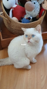 Cat toy