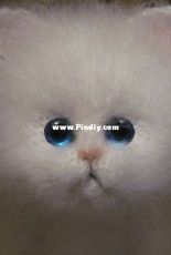 White cat