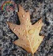 Golden Kite - GK 523 Red Oak Leaf and Water Droplets