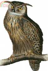 Artecy Cross Stitch Eagle Owl