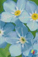 Gerdamoon, Forget-me-not flowers