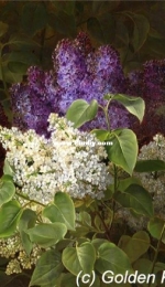 Golden Kite GK 2773 Lilacs XSD