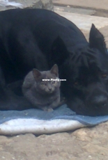 Dog and cat