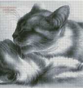 Irina Garmashova Cat Bath Time