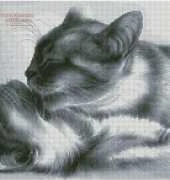 Irina Garmashova Cat Bath Time