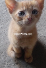 Cat Filimon