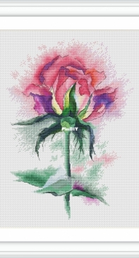 Watercolor Rose by Anna Ulchitskaya
