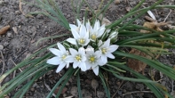 Ornithogalum