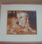 Cross stitch of my golden retriever Sandy