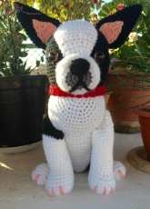 Boston Terrier Dog