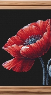 Poppy by Anastasiia Yermakova XSD