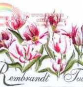 Thea Gouverneur 447 Rembrandt Tulips