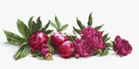 Luca-S B2357 Peonies and Red Apples XSD