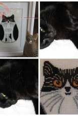 My black cat