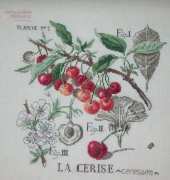 Etude aux groseilles