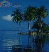 Golden Kite GK 342 Tropical Palms