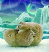 HAED DAP1011 Polar Bear Fun by David Pentfound