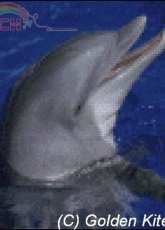 Golden Kite - GK 739 - Dolphin (start)