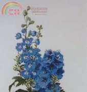 The Silver Lining SL110 Delphiniums