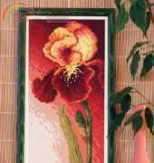 Iris from Hafty Polskie 2 2009