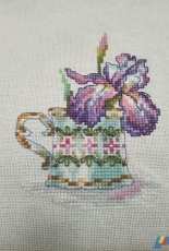 Iris cup