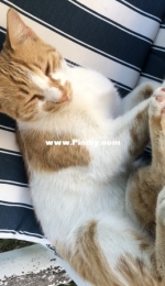 My sleepy cat