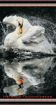 White swan on a black background by Natalia Pyshnograeva