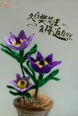 Pulsatilla chinensis