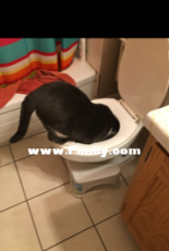 thirsty kitty