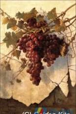 Golden Kite 2747 - Grapes Against a Mission Wall