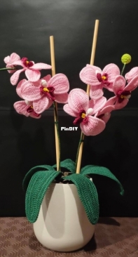 Pink Orchid