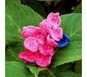 Meli Bondre - Camelia Shanahan - Hydrangea Flower - Free