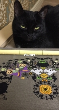 Моя любимая кошка