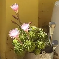 My cactus