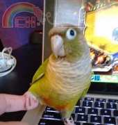My pet bird.