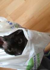 My Curly Rex wants to go shopping