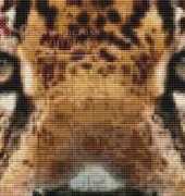 White Willow Stitching - Jaguar Eyes
