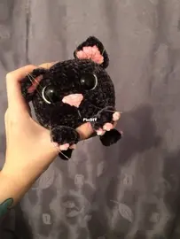 Cute big-eyed cat