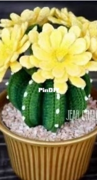 globose cactus