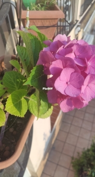 Hortensia /Hydrangea