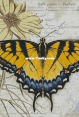 Chimera - Butterfly Vintage 9 by Jane Shasky