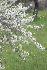 Almendro en Flor