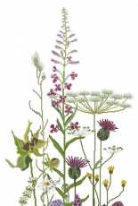 Thea Gouverneur TG 821 - Wild Flowers
