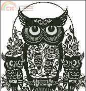 Owls